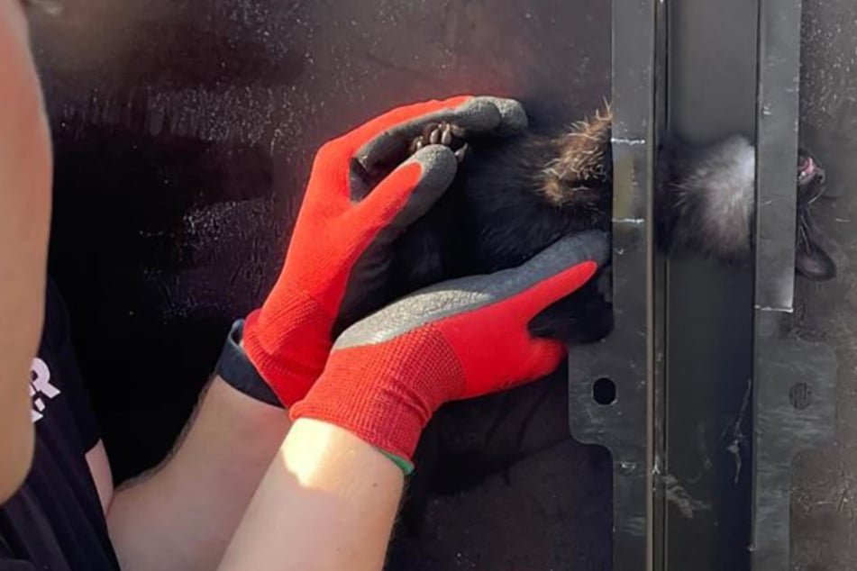 Arbeiter machen beunruhigenden Fund: Babykatze steckt mit Kopf in Leiterrahmen