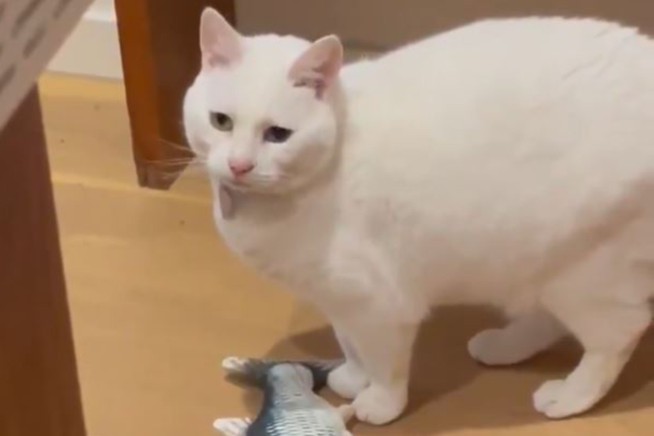 Katze Carol ist offenbar etwas feinfühliger als ihr Frauchen.
