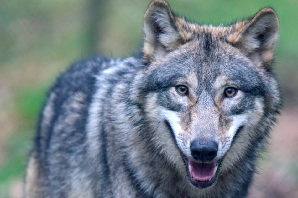 Der Wolf breitet sich offenbar in Bayern weiter aus. (Symbolbild)