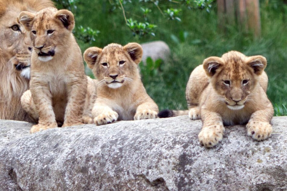 Ihr seid gefragt: Der Leipziger Zoo sucht nach Namen für seine vier Löwen-Babys!