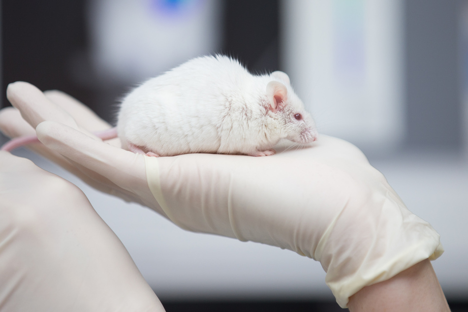 Eine wissenschaftliche Mitarbeiterin einer tierexperimentellen Forschungseinrichtung hat eine Maus in der Hand. (Archivbild)