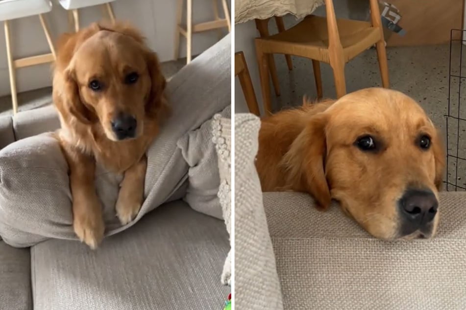 Golden retriever begs his owner to be let out for the sweetest reason!