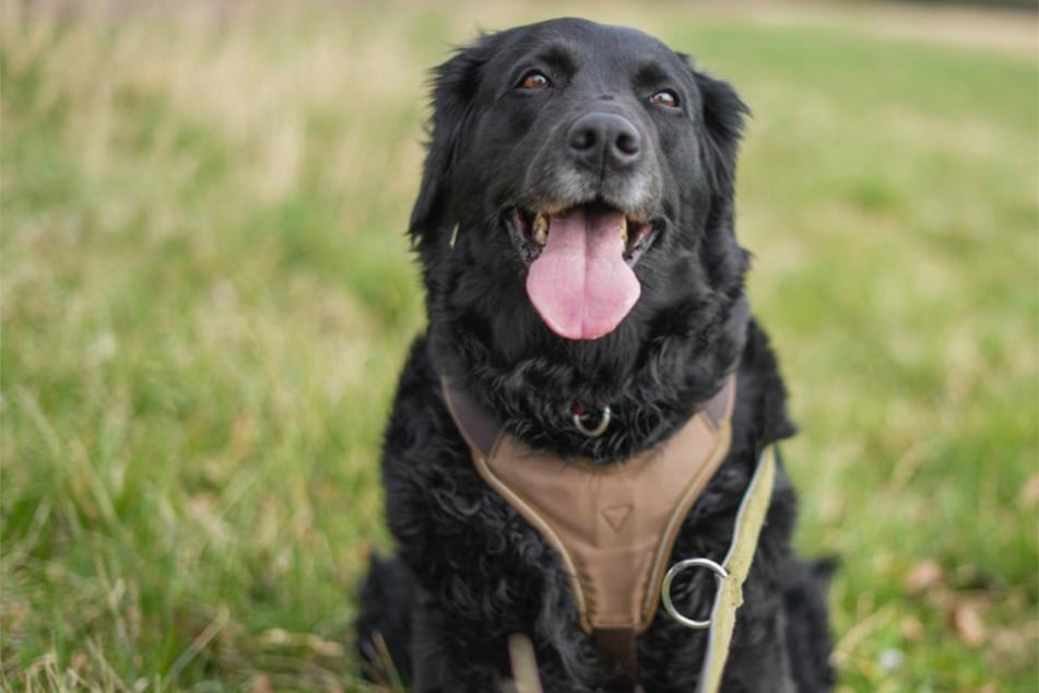Sammy hat eine Schulterhöhe von circa 45 Zentimetern.