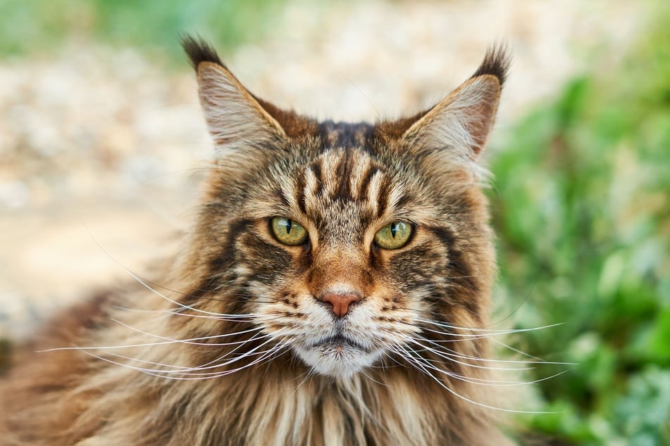 Eine beliebte und besondere Katzenrasse für Hauskatzen ist die Maine Coon.