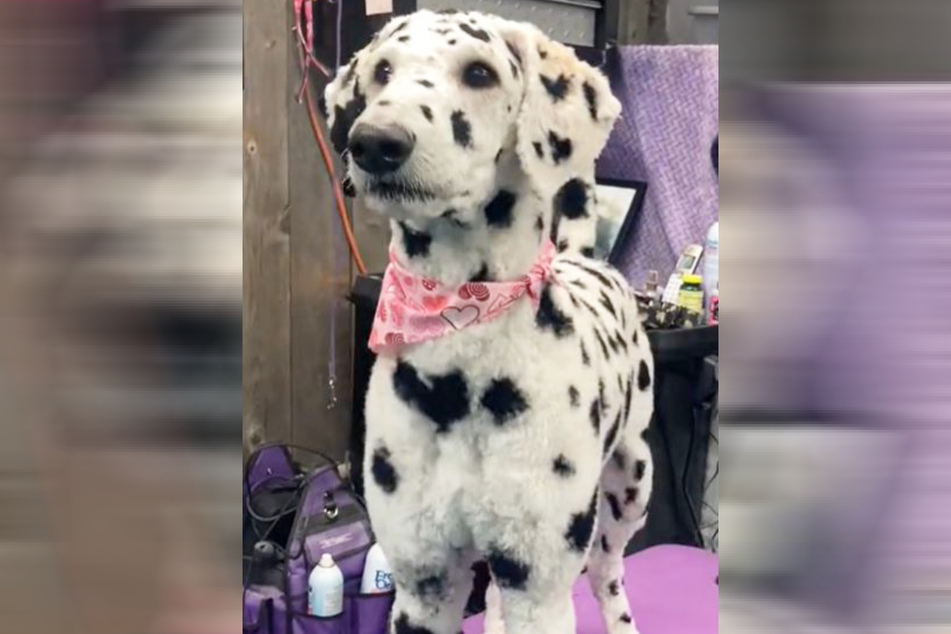 Nova the poodle made for a very convincing Dalmatian after her dye job.