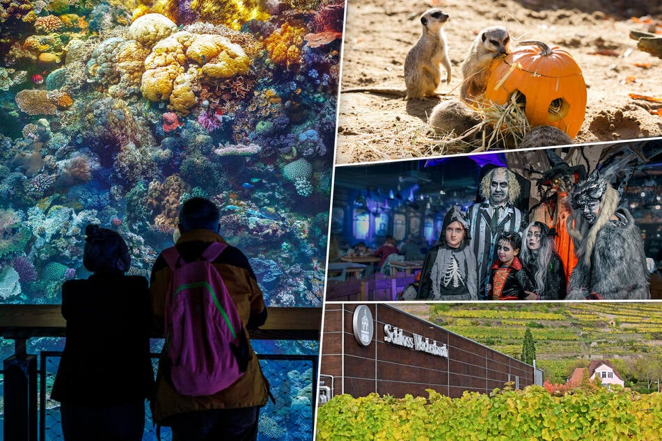 Dresden: Sieben Tipps, damit der Halloween-Samstag in Dresden und Umgebung nicht langweilig wird