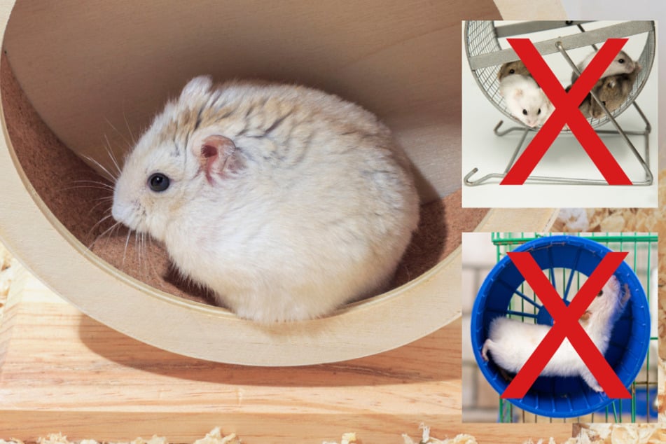 Nicht alle Laufräder sind für Hamster geeignet.