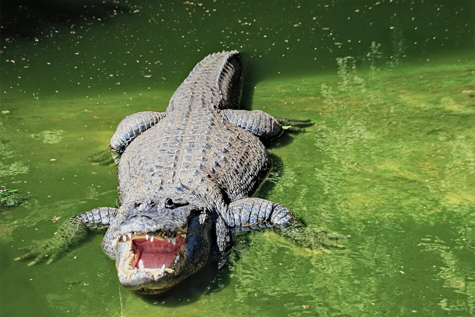 Crocodiles and alligators both have distinctive and different snouts.