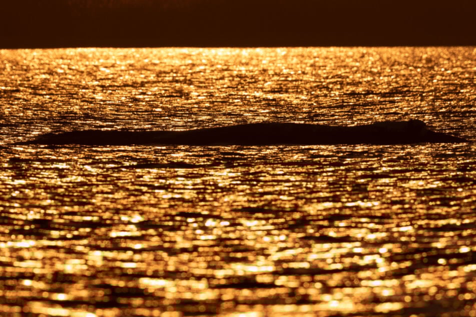 Am Freitagabend kehrte rund um Buckelwal "Timmy" Ruhe ein. Am Samstag soll es weitergehen.