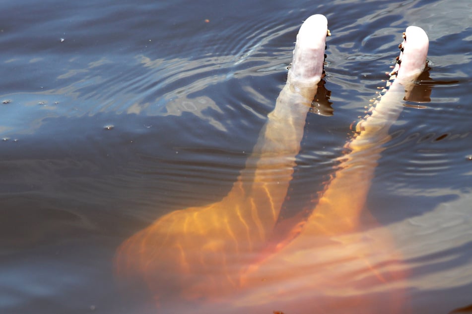 Pinker Delfin beißt 28-Jähriger fast den Fuß ab: Der Grund ist zum Kopfschütteln!