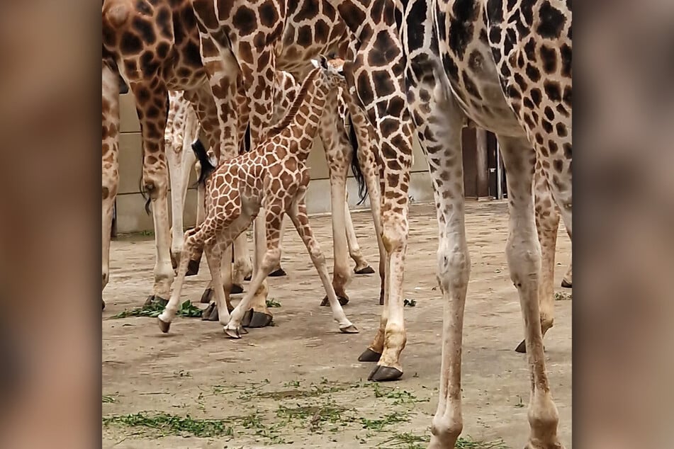 Die neugeborene Giraffe hat endlich ihre Familie kennengelernt.