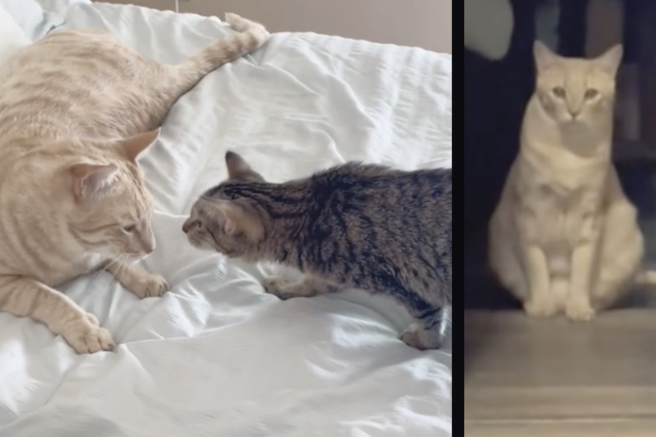 "Spoiled" cat learns how to be a big brother in adorable TikTok