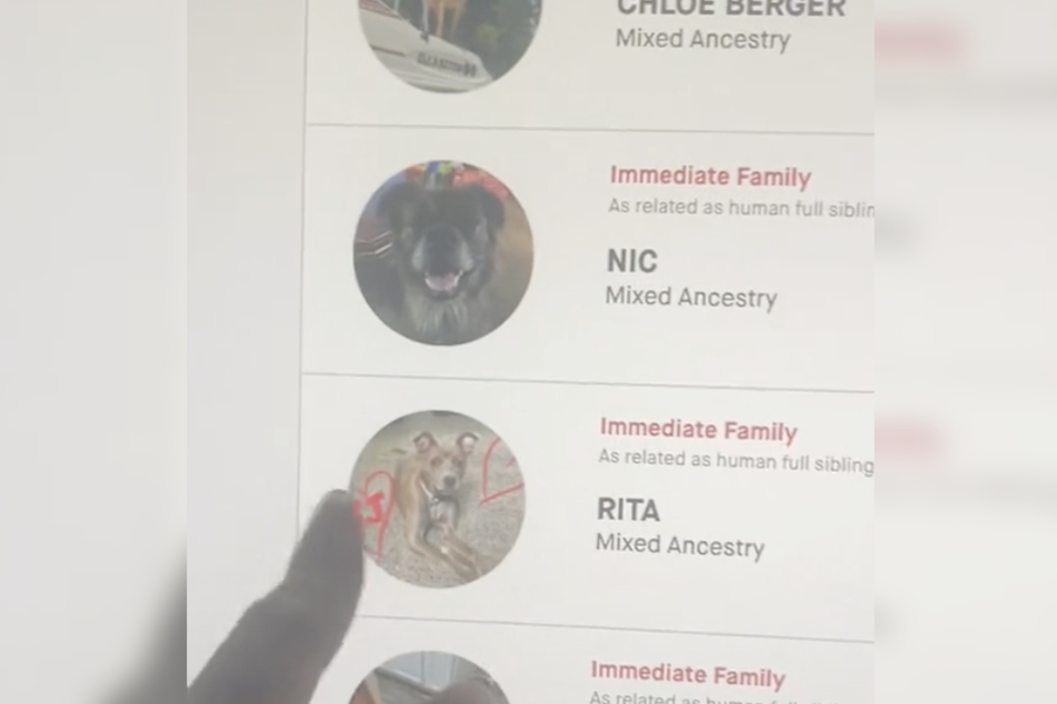 A DNA test revealed that Wilee the dog has a number of siblings!