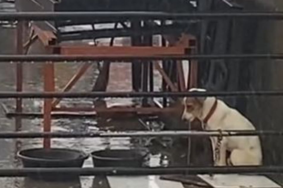 Hund bricht bricht Millionen Herzen: Warum muss er im strömenden Regen sitzen?