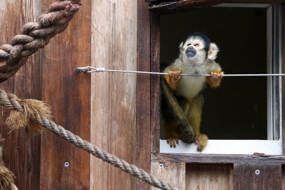Squirrel monkeys stolen from Louisiana zoo in latest bizarre incident