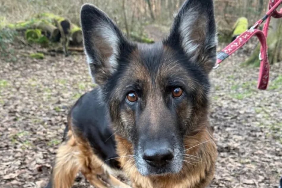 Die liebe und verschmuste Schäferhündin ist auf der Suche nach neuen Besitzern.