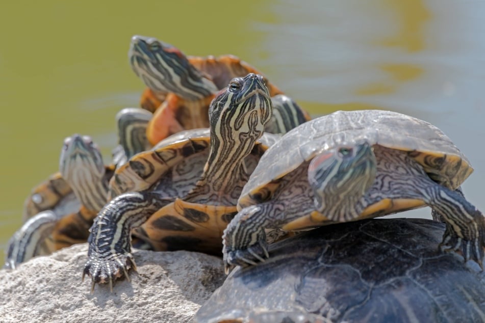 Nur gleiche Schildkrötenarten sollten zusammen gehalten werden.