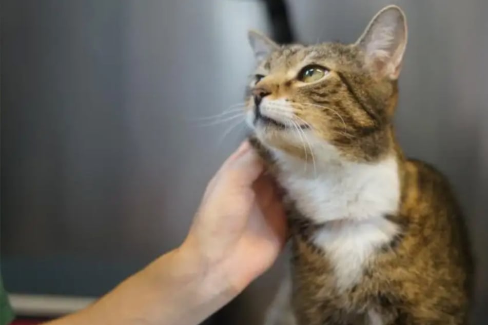 Nach Operation: Katzen-Oma Kiara hofft auf ihr Happy End