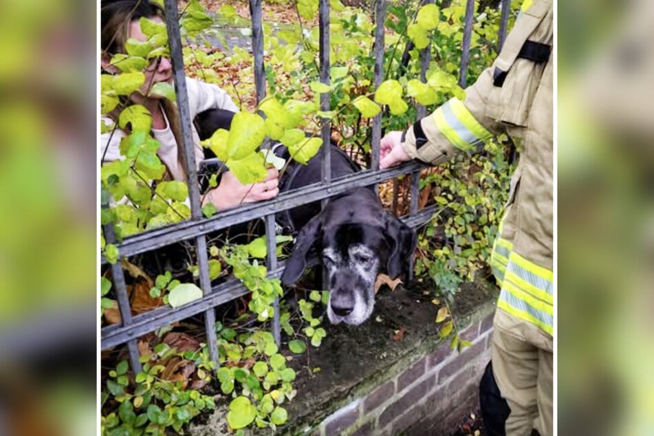 Der Hund hatte seinen Kopf durch ein Geländer gesteckt und konnte sich nicht mehr selbstständig befreien.