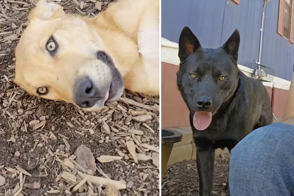 Die Welpen von Wolf und Hund sehen besonders aus.