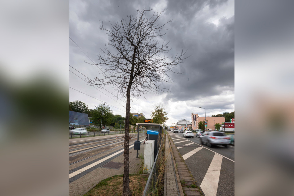 Dieser Baum in der Zwickauer Straße/Ecke Goethestraße ist nicht mehr zu retten (Archivfoto).