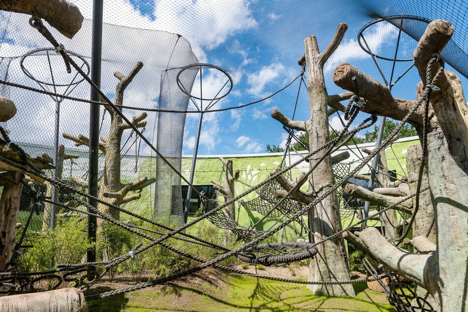 Das neue Orang-Utan-Haus im Dresdner Zoo wurde im vergangenen Jahr eröffnet.