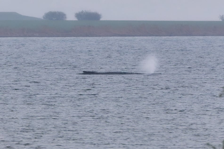 Der Buckelwal atmet am Sonntag schwächer im Vergleich zu den letzten Tagen.
