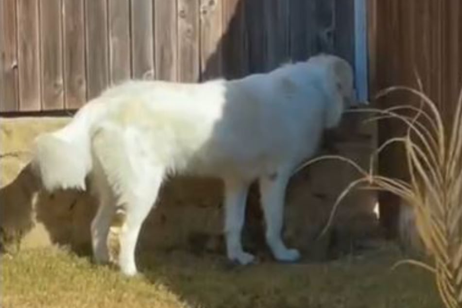 Loyal dog waits for months in same spot for an incredibly touching reason