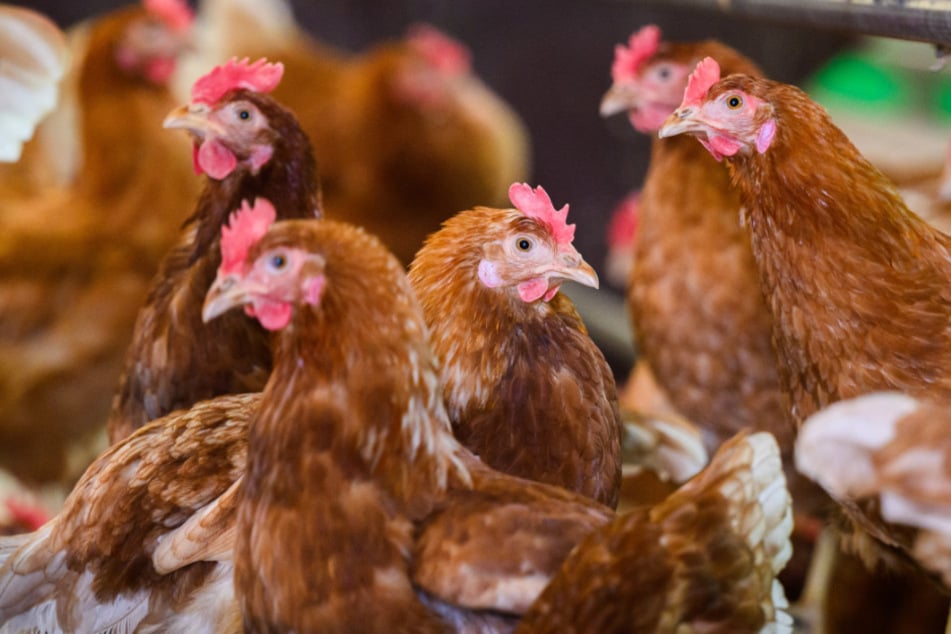 Alle Tiere der Geflügelhaltung müssen getötet werden. (Symbolbild)