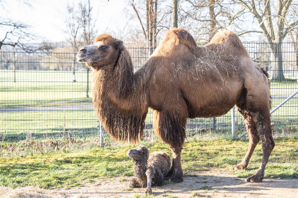 Mama Chiara und ihr Fohlen sind nach der Geburt wohlauf.