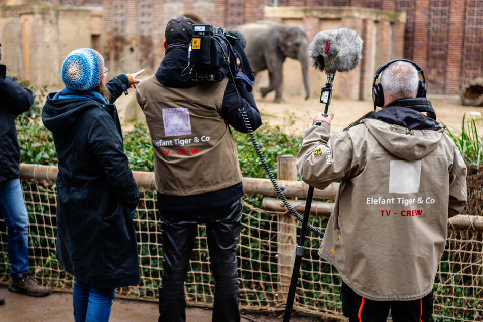 20 Jahre "Elefant, Tiger & Co.": Spezialfolge lüftet Geheimnisse um die Tier-Doku