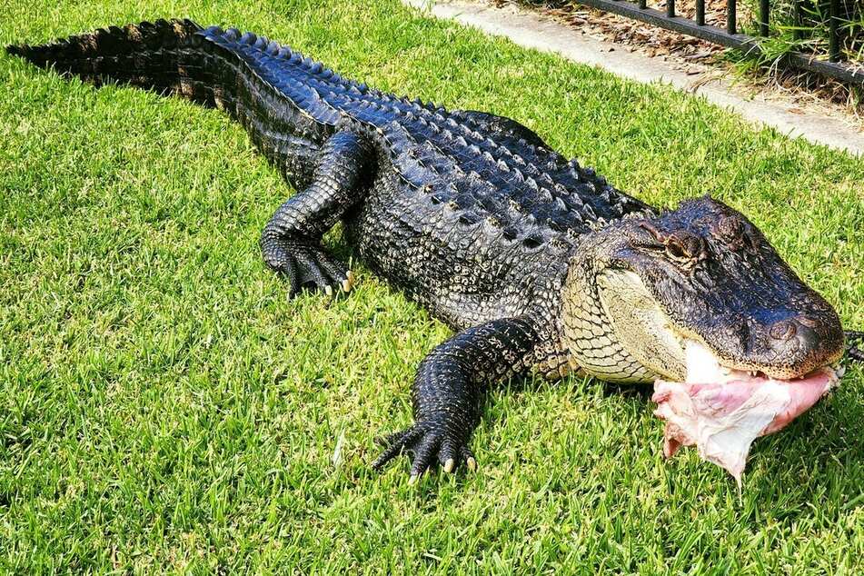 Für Alligator Rosco war die zutrauliche Henne ein Festmahl.