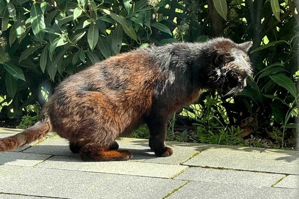 Kater Odin wurde in einem sehr schlechten Zustand aufgefunden.