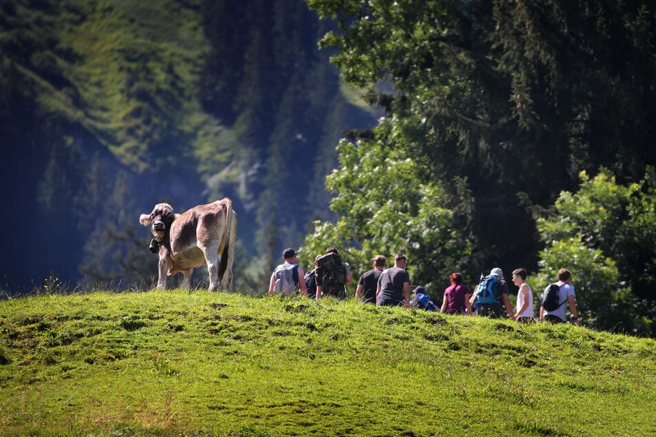 Ausflügler wandern am Grünten hinter einer weidenden Kuh im Sonnenschein.