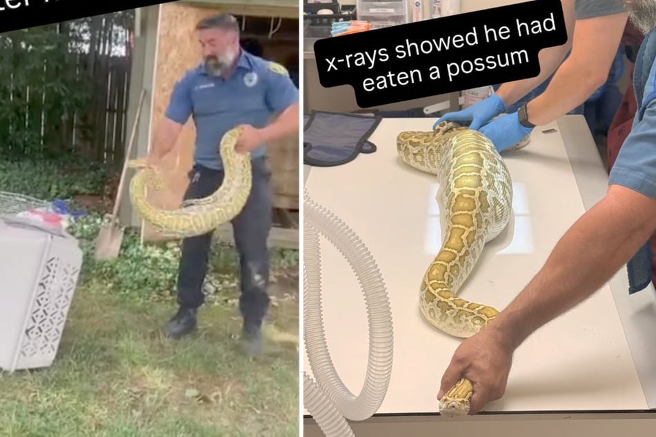 Weil das Tier so einen stark geschwollenen Bauch hatte, wurde ein Röntgenbild angefertigt.