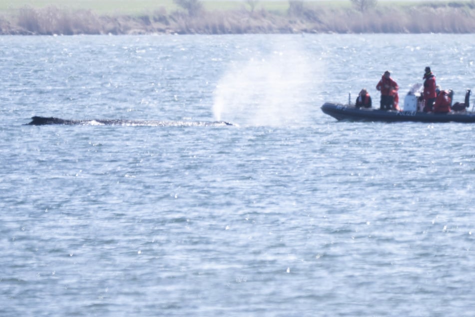 Buckelwal in der Ostsee: Soll das Tier lebend geborgen werden?