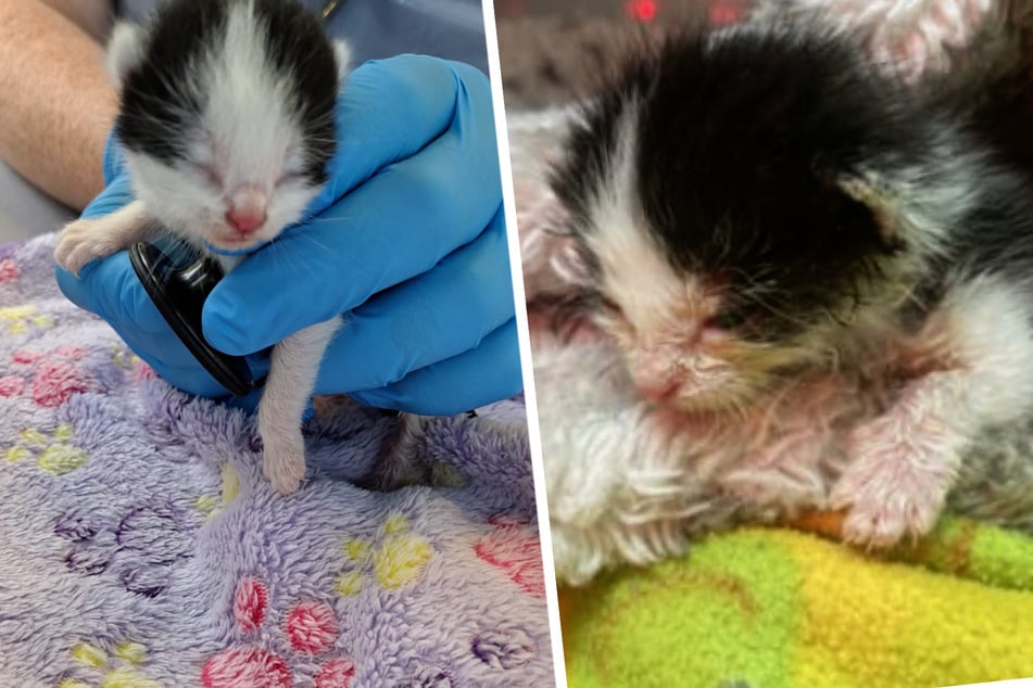 Die kleine Katze hatte zwischenzeitlich sogar aus der Klinik entlassen werden können. Doch dann verschlechterte sich ihr Zustand in kurzer Zeit.