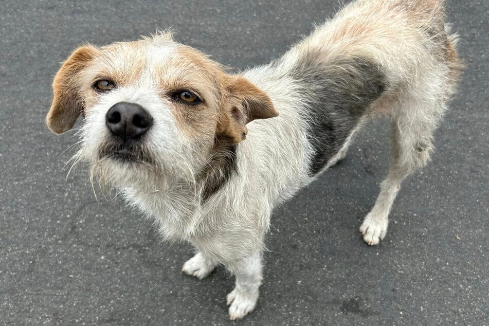 Bruno schien die Welt nicht mehr zu verstehen.