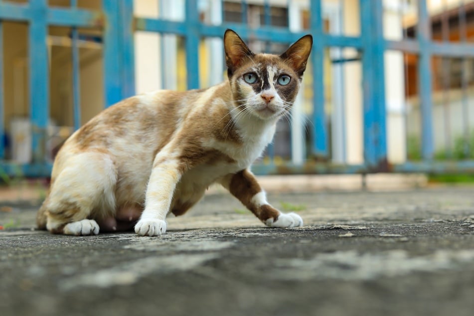 Auch Thaikatzen gehören zu den Rassen, die blaue Augen haben.