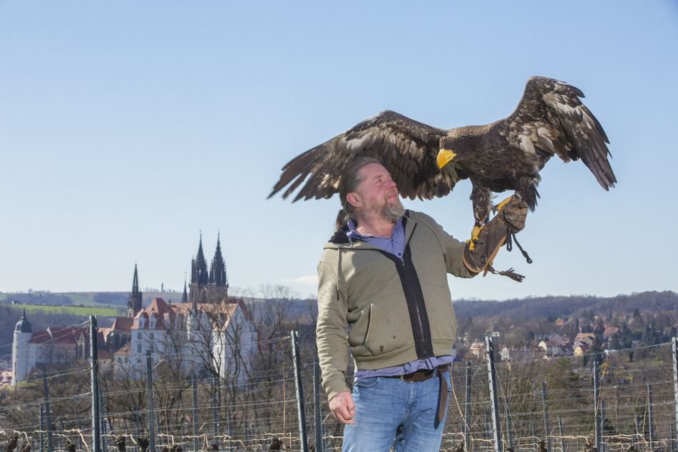 Falkner Hans-Peter Schaaf mit Riesenseeadler Stella.