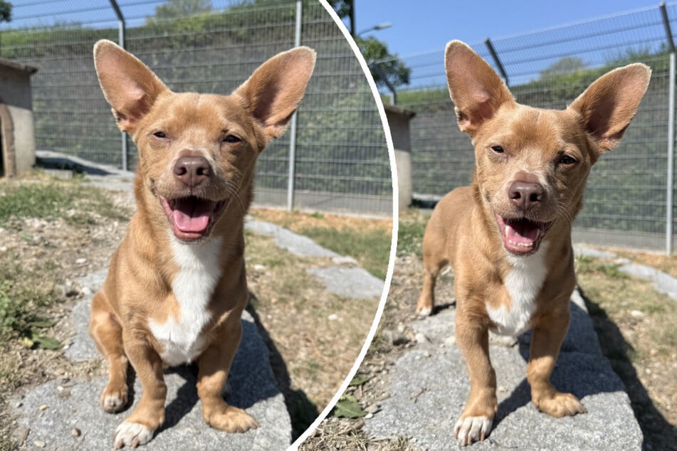 Chihuahua-Mix Mikey sehnt sich nach einem ruhigen Plätzchen.
