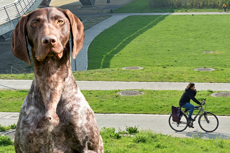 Als die Radlerin auf dem Elberadweg fuhr, lief ihr der Hund unvermittelt vors Rad. (Archiv-/Symbolbild)