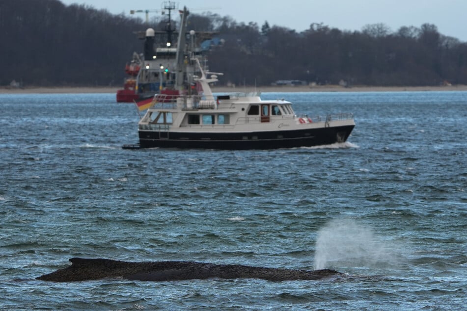 Der Sturm peitscht die Ostsee auf und drückt das Wasser aus der Bucht.