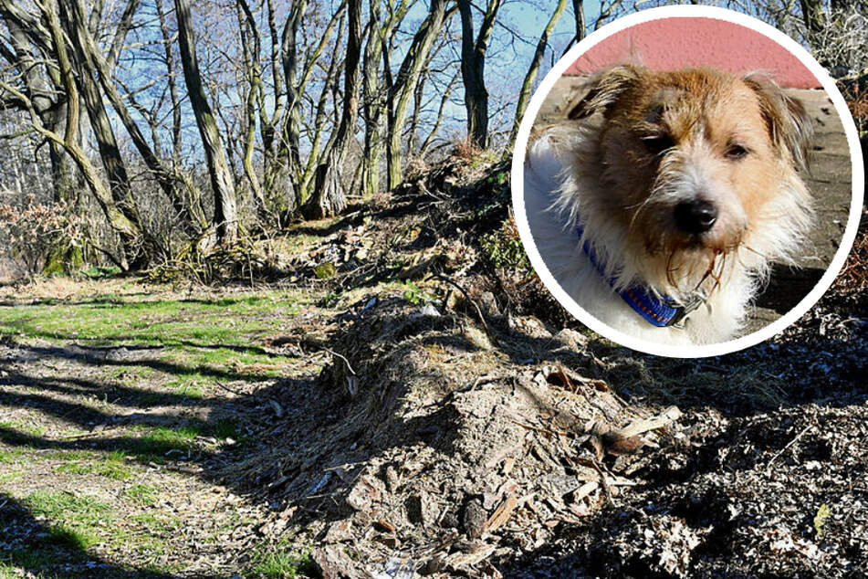 Er hat seinen Hund lebendig begraben: Polizei findet Tierhalter (69) tot auf!