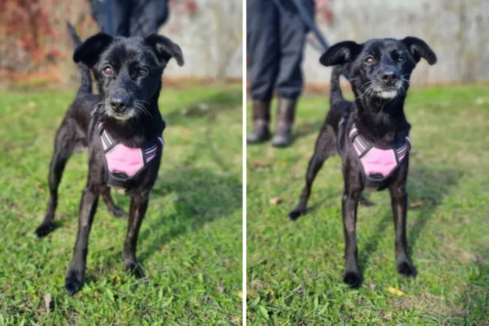 Tina eignet sich auch gut als Familienhund, sofern die Kinder behutsam mit ihr umgehen