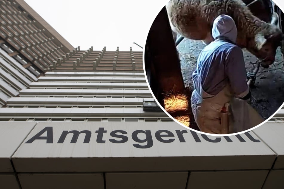 Prozess gestartet: Mutmaßliche Tierquäler von Skandal-Schlachthof vor Gericht