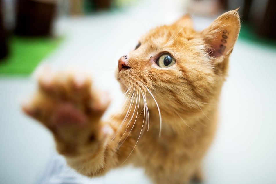 Eine Katze soll sich bei ihrer Besitzerin mit dem Coronavirus angesteckt haben. (Symbolbild)