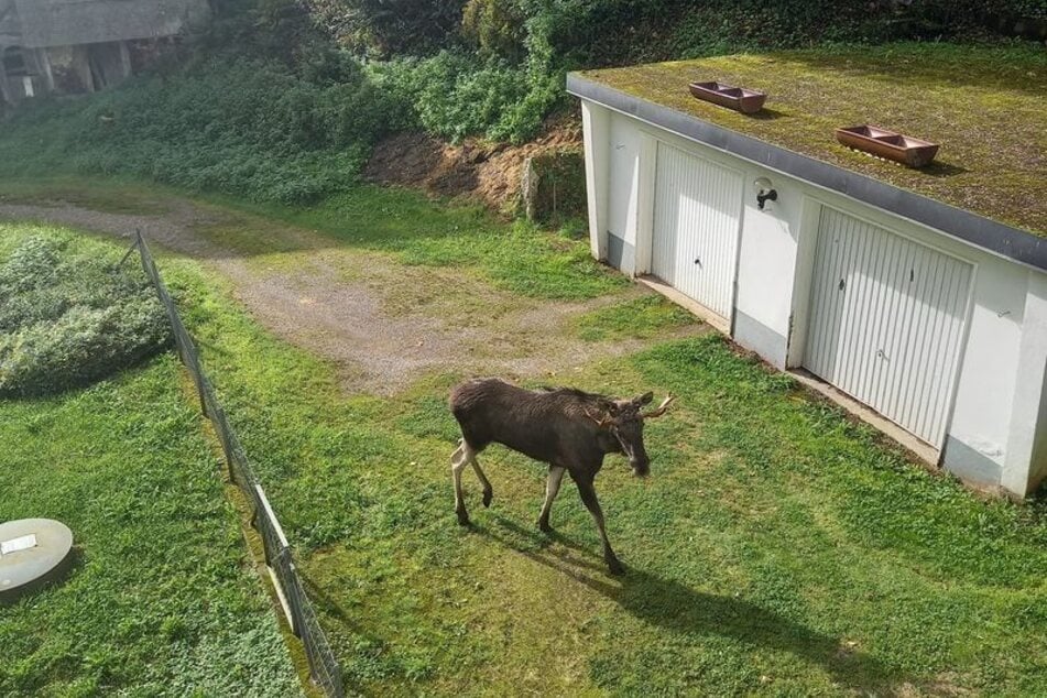 Eine Anwohnerin entdeckte das imposante Tier vor ihrem Haus.