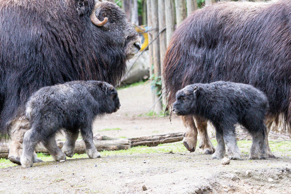 Die beiden Kälber haben verschiedene Mütter, nämlich "Lotte" und "Lya", jedoch denselben Vater, den Bullen "Odin".