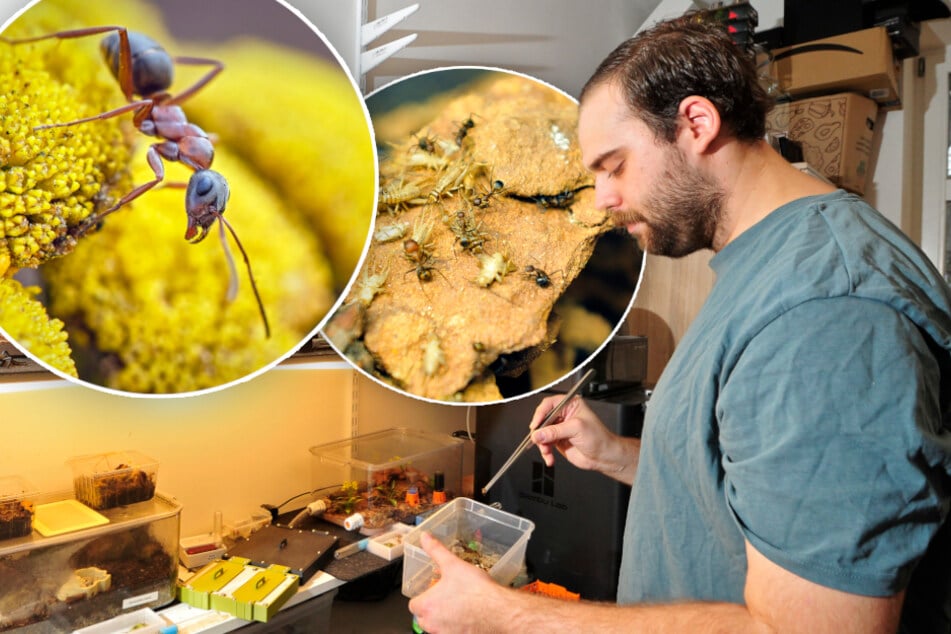 Chemnitz: Dieser Chemnitzer freut sich über Ameisen in seiner Wohnung